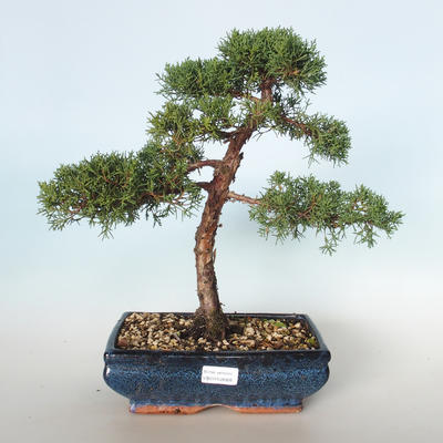Outdoor bonsai - Juniperus chinensis - Chinese juniper VB-26926