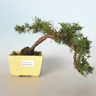 Outdoor bonsai - Juniperus chinensis - Chinese juniper VB-26930