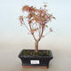 Outdoor bonsai - Acer palmatum Butterfly VB2020-693 - 1/2