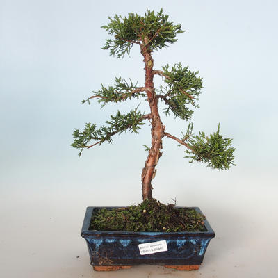 Outdoor bonsai - Juniperus chinensis - Chinese juniper VB-26940