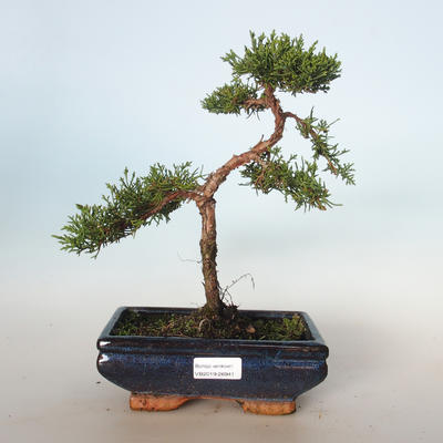 Outdoor bonsai - Juniperus chinensis - Chinese juniper VB-26941
