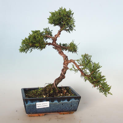 Outdoor bonsai - Juniperus chinensis - Chinese juniper VB-26942