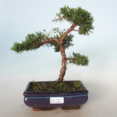 Outdoor bonsai - Juniperus chinensis - Chinese juniper VB-26944