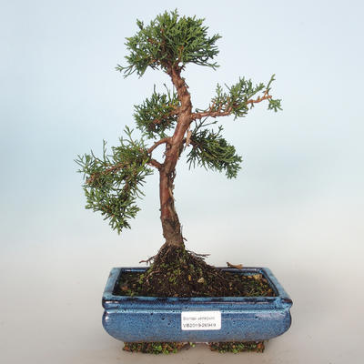 Outdoor bonsai - Juniperus chinensis - Chinese juniper VB-26949