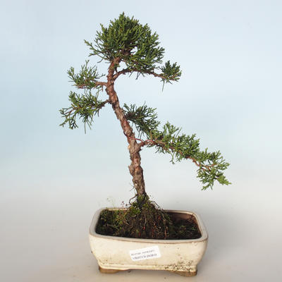 Outdoor bonsai - Juniperus chinensis - Chinese juniper VB-26950