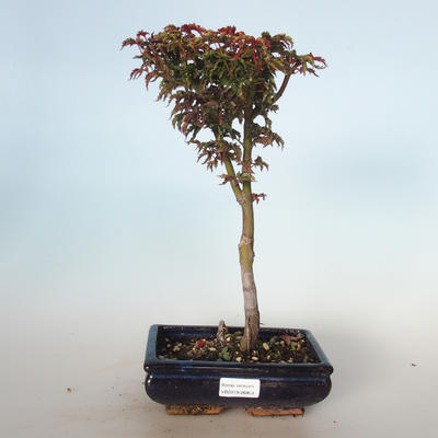 Outdoor bonsai - Acer palmatum SHISHIGASHIRA- Small maple VB-26953 - 1