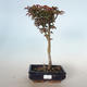 Outdoor bonsai - Acer palmatum SHISHIGASHIRA- Small maple VB-26953 - 1/3