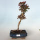 Outdoor bonsai - Acer palmatum SHISHIGASHIRA- Small maple VB-26954 - 1/3
