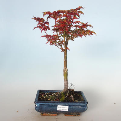 Outdoor bonsai - Acer palmatum SHISHIGASHIRA- Small maple VB-26955 - 1