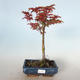 Outdoor bonsai - Acer palmatum SHISHIGASHIRA- Small maple VB-26955 - 1/3
