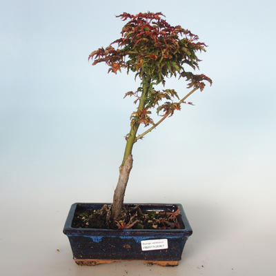 Outdoor bonsai - Acer palmatum SHISHIGASHIRA- Small maple VB-26957 - 1