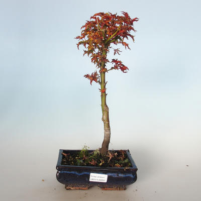 Outdoor bonsai - Acer palmatum SHISHIGASHIRA- Small Maple VB-26958 - 1