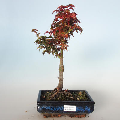 Outdoor bonsai - Acer palmatum SHISHIGASHIRA- Small maple VB-26959 - 1