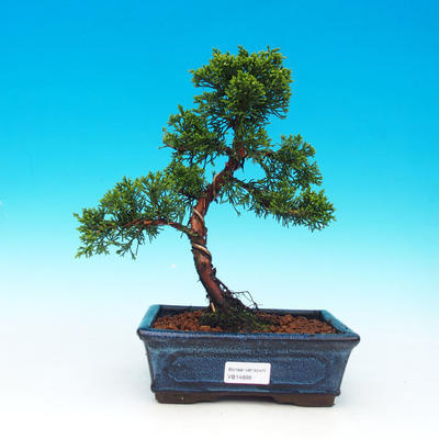 Outdoor bonsai - Juniperus chinensis Chinese juniper