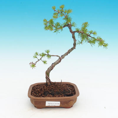 Outdoor bonsai - Larix decidua - Larch deciduous