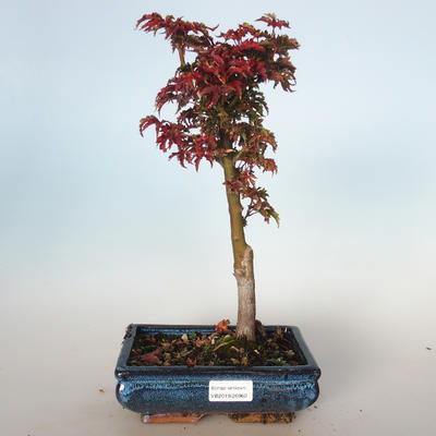 Outdoor bonsai - Acer palmatum SHISHIGASHIRA- Small maple VB-26960 - 1