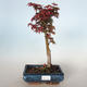 Outdoor bonsai - Acer palmatum SHISHIGASHIRA- Small maple VB-26960 - 1/3