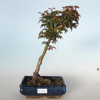 Outdoor bonsai - Acer palmatum SHISHIGASHIRA- Small Maple VB-26962 - 1
