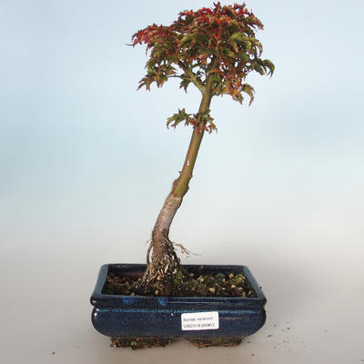 Outdoor bonsai - Acer palmatum SHISHIGASHIRA- Small maple VB-26963 - 1