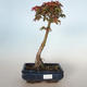 Outdoor bonsai - Acer palmatum SHISHIGASHIRA- Small maple VB-26963 - 1/3