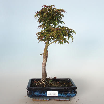 Outdoor bonsai - Acer palmatum SHISHIGASHIRA- Small maple VB-26966 - 1