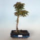 Outdoor bonsai - Acer palmatum SHISHIGASHIRA- Small maple VB-26966 - 1/3