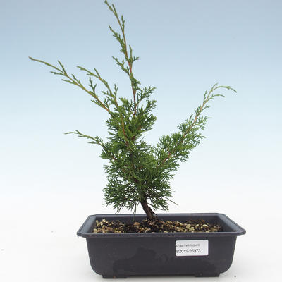Outdoor bonsai - Juniperus chinensis Itoigawa-Chinese juniper VB2019-26973 - 1