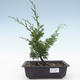 Outdoor bonsai - Juniperus chinensis Itoigawa-Chinese juniper VB2019-26973 - 1/2