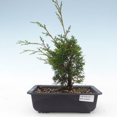 Outdoor bonsai - Juniperus chinensis Itoigawa-Chinese juniper VB2019-26974 - 1