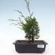 Outdoor bonsai - Juniperus chinensis Itoigawa-Chinese juniper VB2019-26974 - 1/2