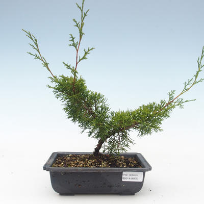 Outdoor bonsai - Juniperus chinensis Itoigawa-Chinese juniper VB2019-26975 - 1