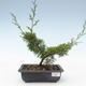 Outdoor bonsai - Juniperus chinensis Itoigawa-Chinese juniper VB2019-26975 - 1/2