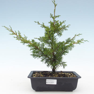 Outdoor bonsai - Juniperus chinensis Itoigawa-Chinese juniper VB2019-26977 - 1