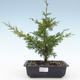 Outdoor bonsai - Juniperus chinensis Itoigawa-Chinese juniper VB2019-26977 - 1/2