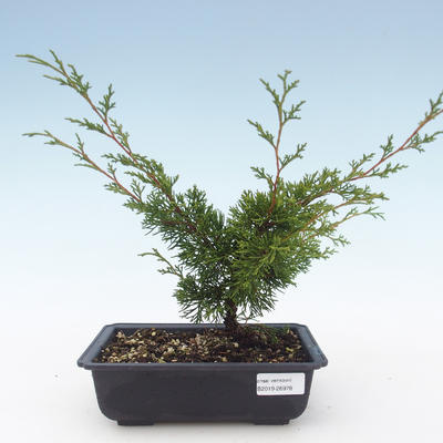 Outdoor bonsai - Juniperus chinensis Itoigawa-Chinese juniper VB2019-26978 - 1