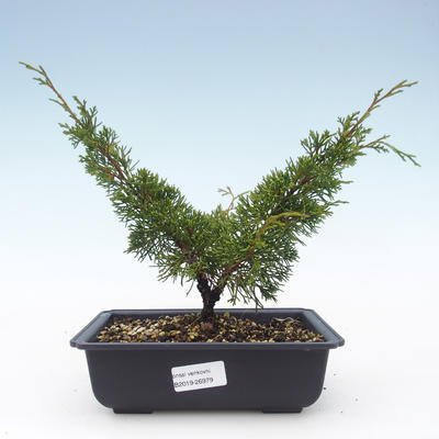 Outdoor bonsai - Juniperus chinensis Itoigawa-Chinese juniper VB2019-26979 - 1