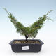 Outdoor bonsai - Juniperus chinensis Itoigawa-Chinese juniper VB2019-26979 - 1/2