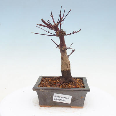 Outdoor bonsai - Maple palmatum DESHOJO - Japanese Maple - 1