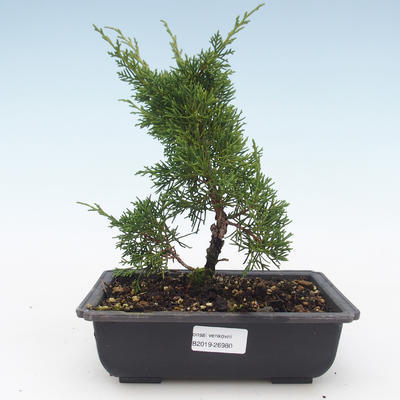 Outdoor bonsai - Juniperus chinensis Itoigawa-Chinese juniper VB2019-26980 - 1
