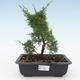Outdoor bonsai - Juniperus chinensis Itoigawa-Chinese juniper VB2019-26980 - 1/2