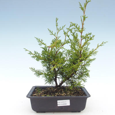 Outdoor bonsai - Juniperus chinensis Itoigawa-Chinese juniper VB2019-26982 - 1