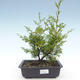 Outdoor bonsai - Juniperus chinensis Itoigawa-Chinese juniper VB2019-26982 - 1/2