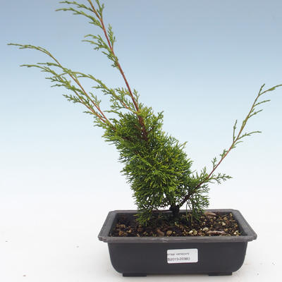 Outdoor bonsai - Juniperus chinensis Itoigawa-Chinese juniper VB2019-26983 - 1