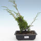 Outdoor bonsai - Juniperus chinensis Itoigawa-Chinese juniper VB2019-26983 - 1/2