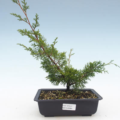 Outdoor bonsai - Juniperus chinensis Itoigawa-Chinese juniper VB2019-26984 - 1