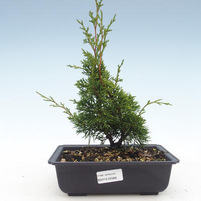 Outdoor bonsai - Juniperus chinensis Itoigawa-Chinese juniper VB2019-26988 - 1