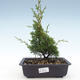 Outdoor bonsai - Juniperus chinensis Itoigawa-Chinese juniper VB2019-26988 - 1/2