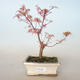 Outdoor bonsai - Acer palmatum Butterfly VB2020-698 - 1/2