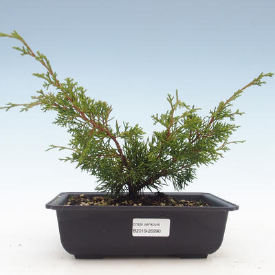 Outdoor bonsai - Juniperus chinensis Itoigawa-Chinese juniper VB2019-26990 - 1