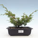 Outdoor bonsai - Juniperus chinensis Itoigawa-Chinese juniper VB2019-26990 - 1/2